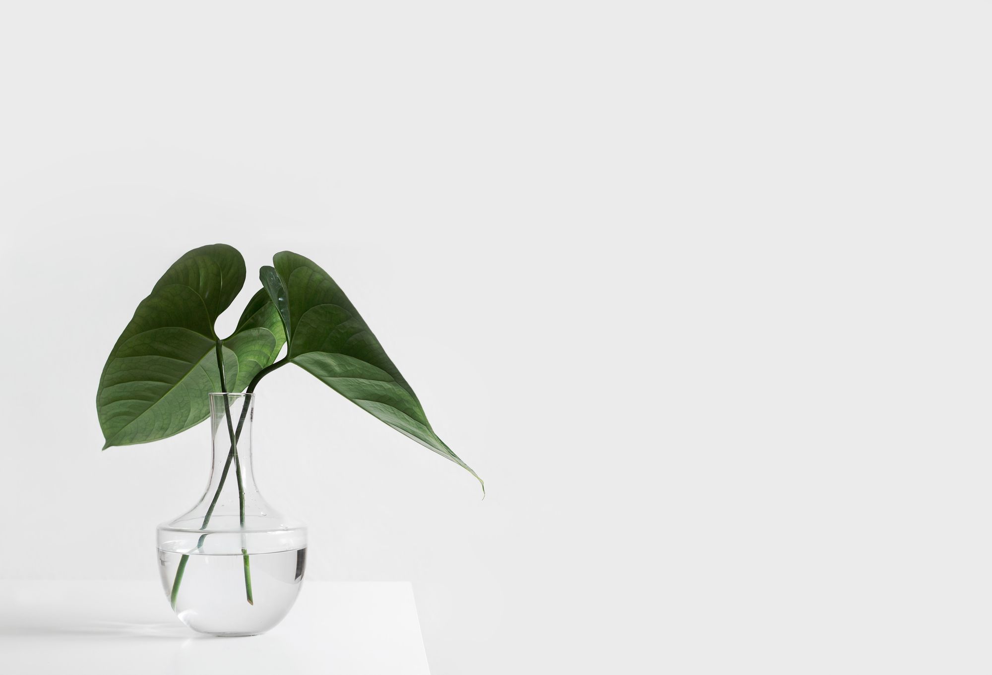 A plant in a white space. It feels clutter free and calming.